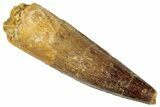 Fossil Spinosaurus Tooth - Real Dinosaur Tooth #296896-1